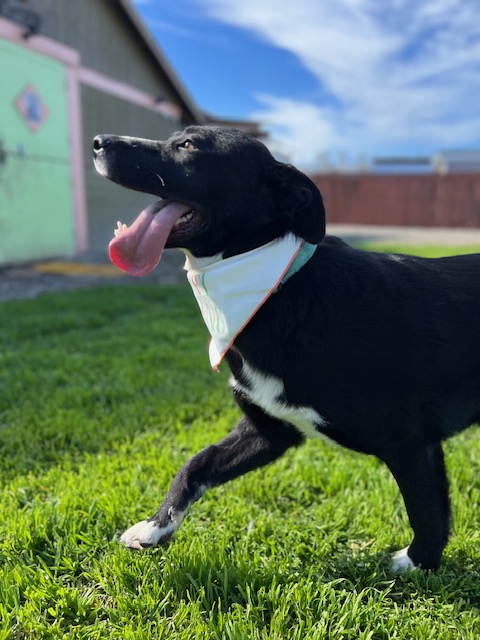 Enlarge Alfie, a Adoptable Labrador Retriever in Manteca, CA image 3/4