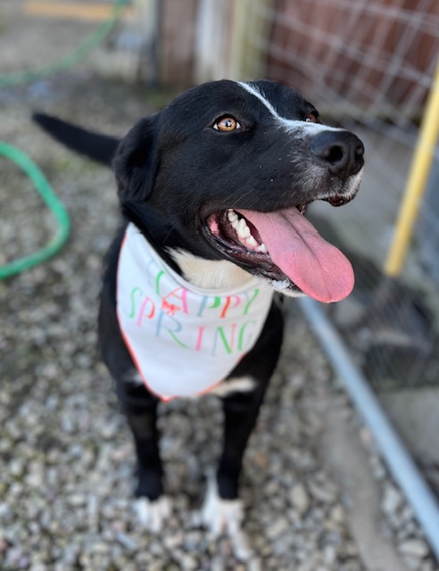 Enlarge Alfie, a Adoptable Labrador Retriever in Manteca, CA image 4/4