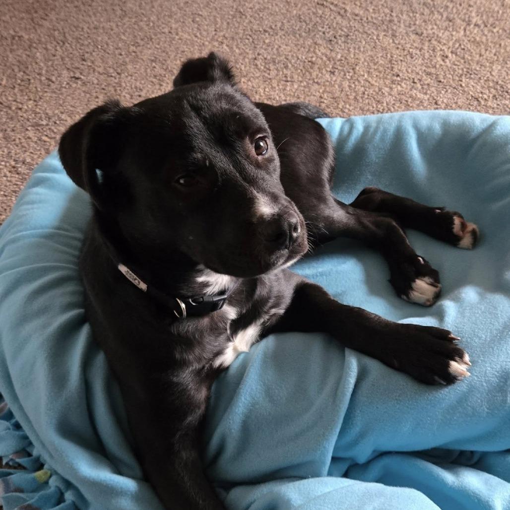 Gus, a Adoptable Mixed Breed in Martinsburg, WV image 3/3