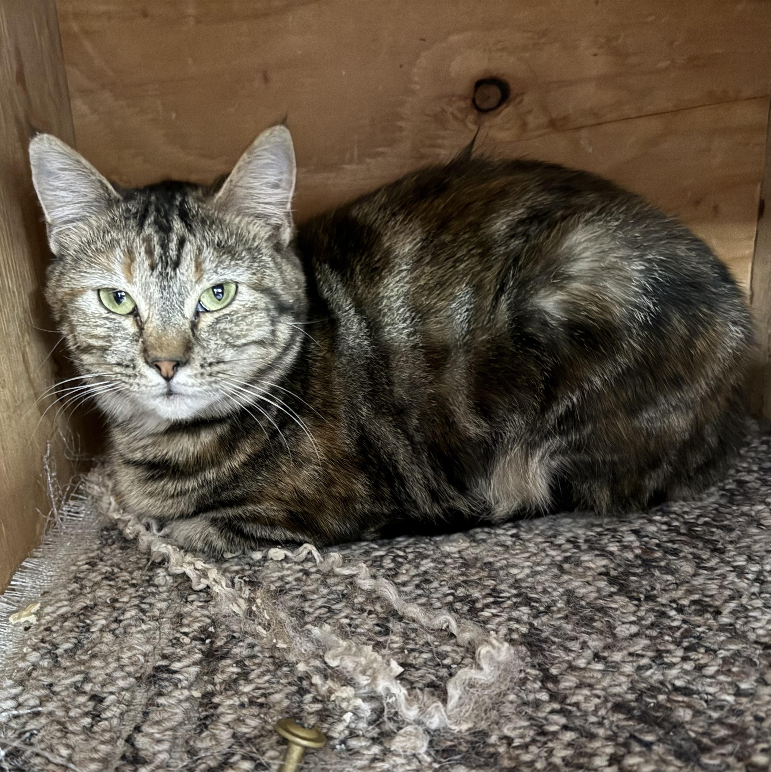 Nala, a Adoptable mixed breed in Fort Benton, MT image 1/2