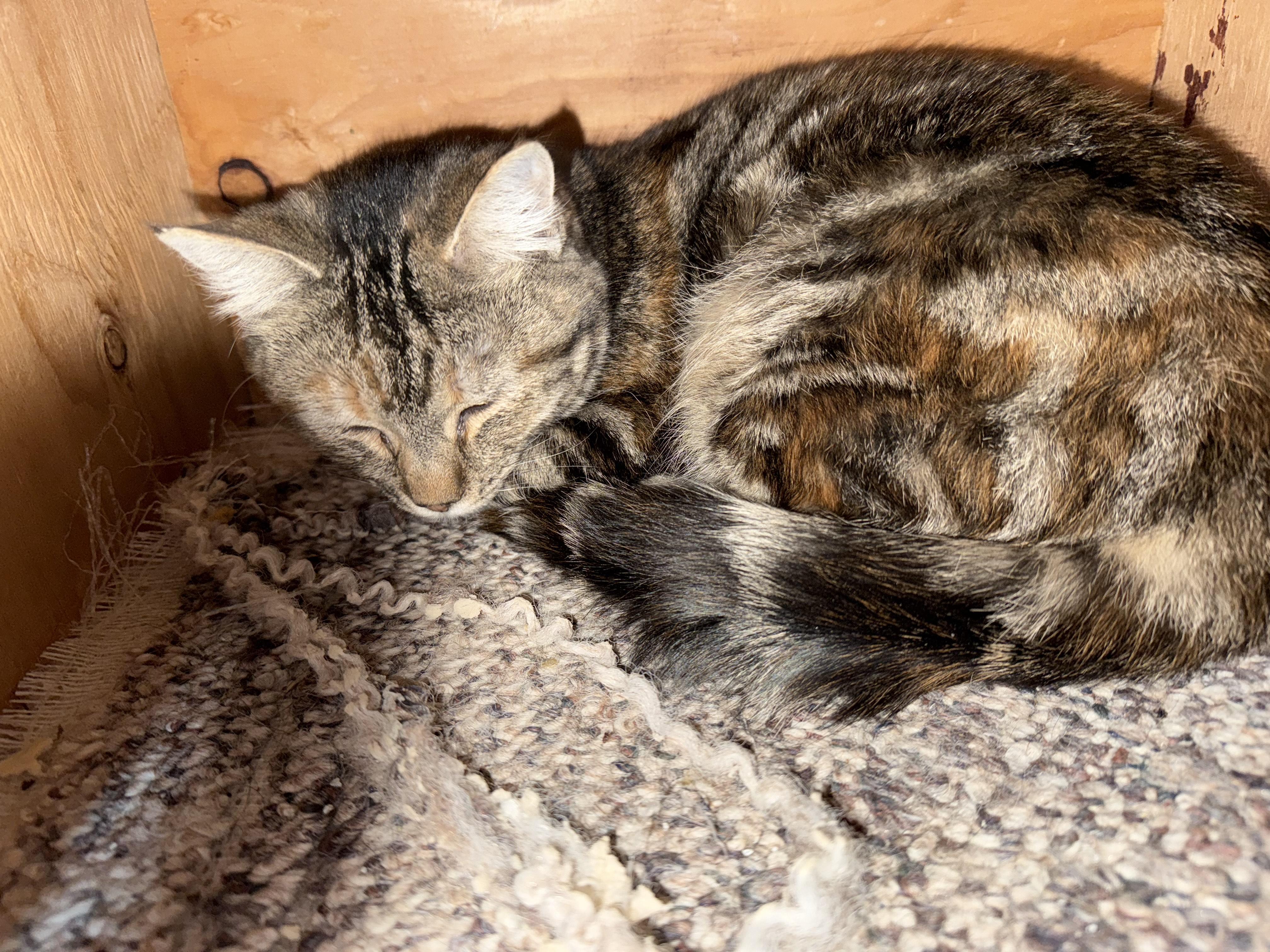 Nala, a Adoptable mixed breed in Fort Benton, MT image 2/2