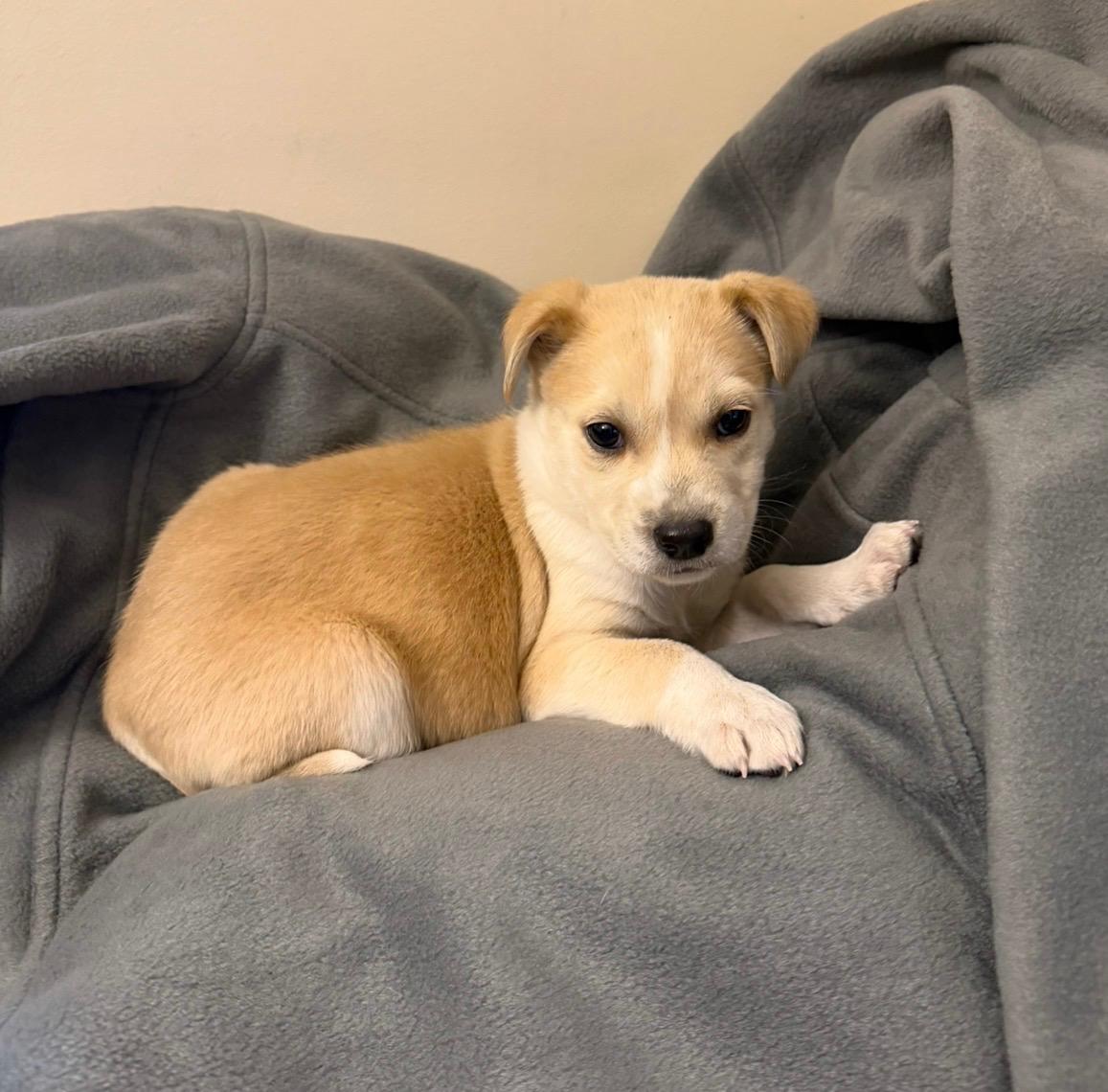 Enlarge Daisy, a Adoptable mixed breed in Hamilton , NJ image 2/2