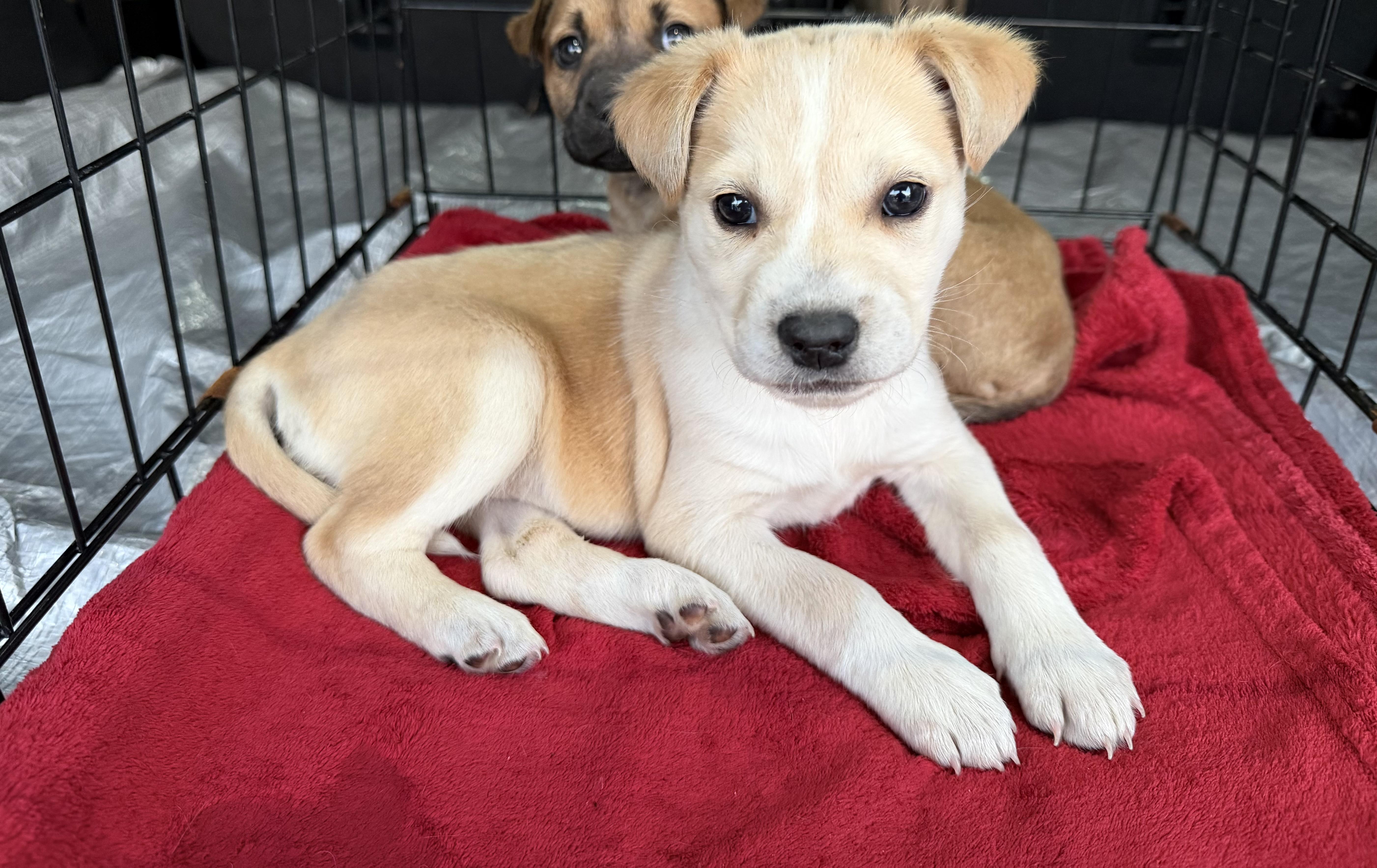 Daisy, Adoptable, Puppy Female Border Collie & Yellow Labrador Retriever.