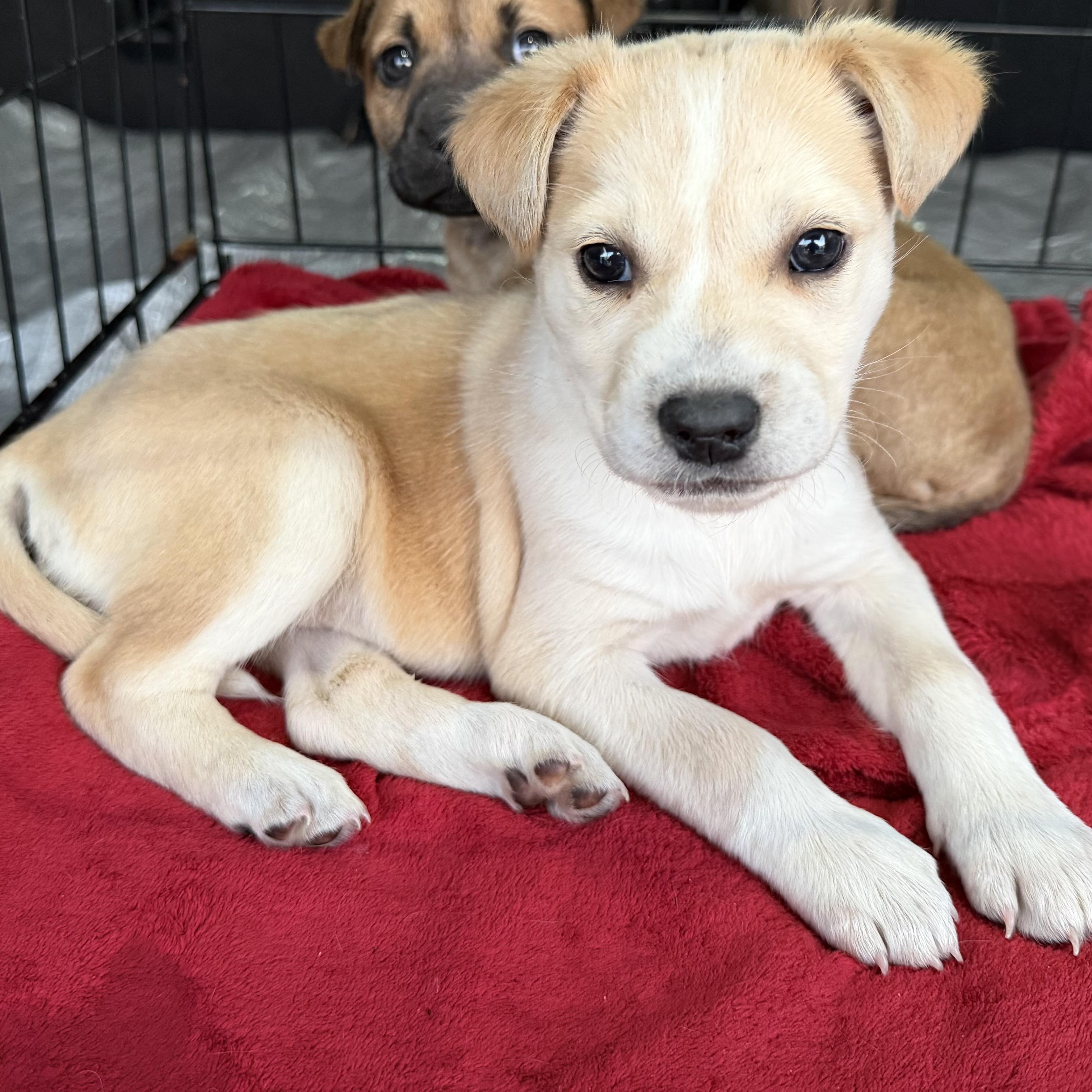 Enlarge Daisy, a Adoptable mixed breed in Hamilton , NJ image 1/2