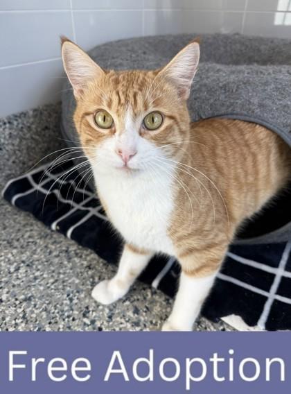 Waldo, a Adoptable Domestic Short Hair in Grapevine, TX image 1/3