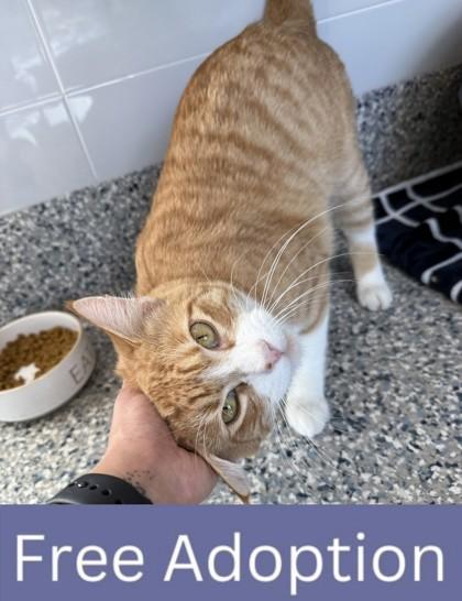 Waldo, a Adoptable Domestic Short Hair in Grapevine, TX image 2/3