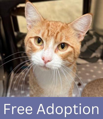 Waldo, a Adoptable Domestic Short Hair in Grapevine, TX image 3/3