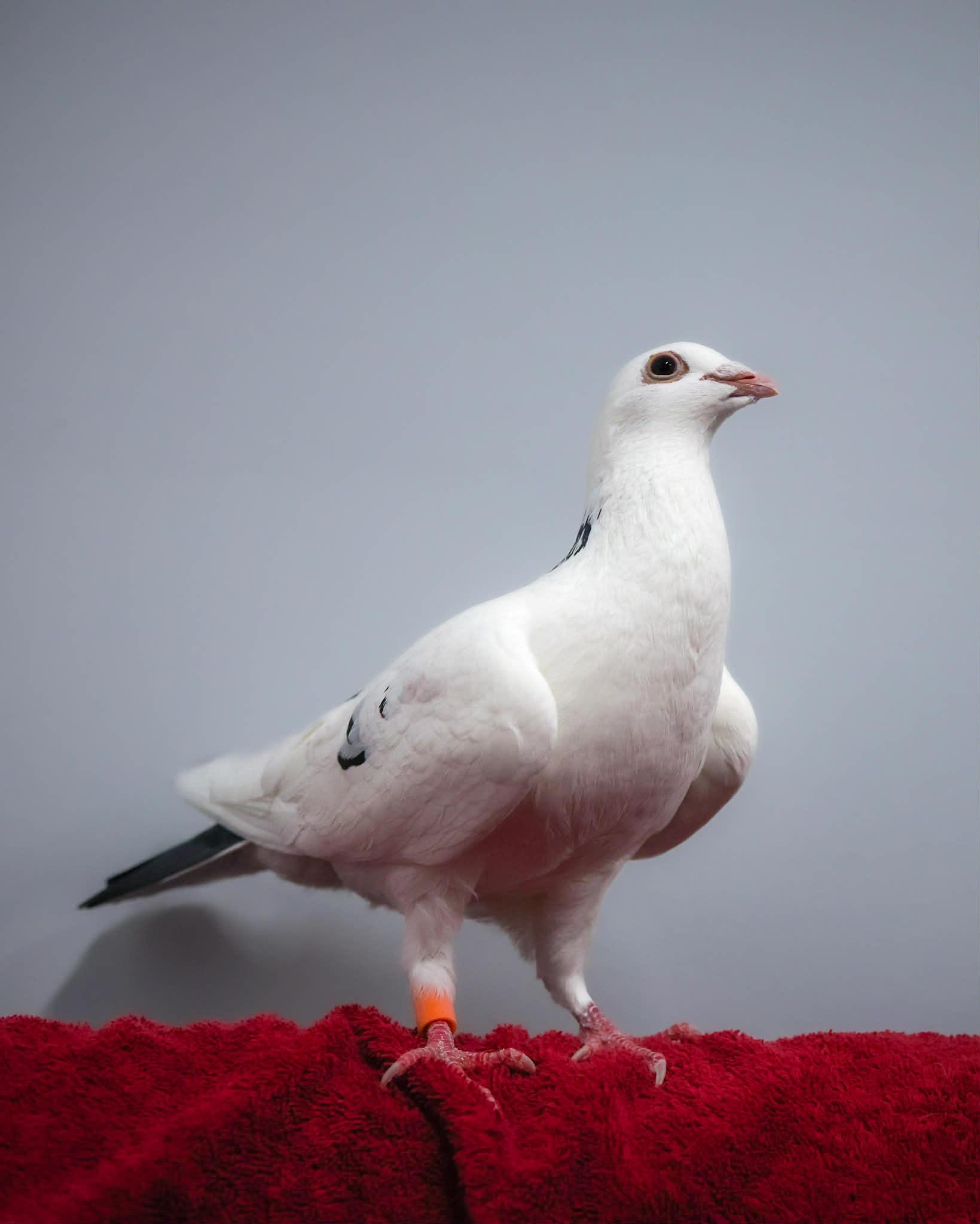 TAMAGOTCHI, ADOPTABLE, Adult Male Pigeon & Dove.