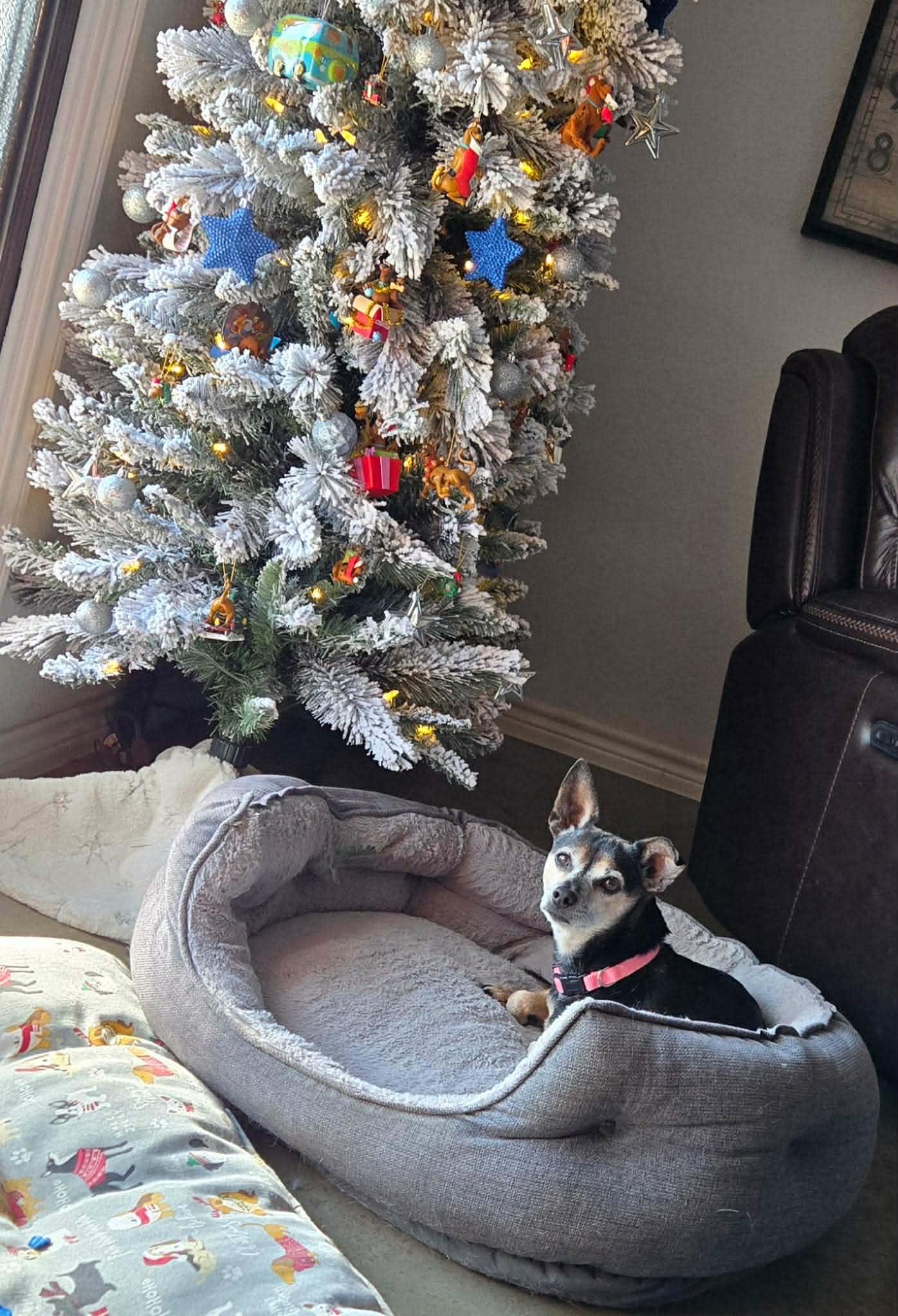 Flint TX, Adoptable, Senior Male Chihuahua & Terrier.