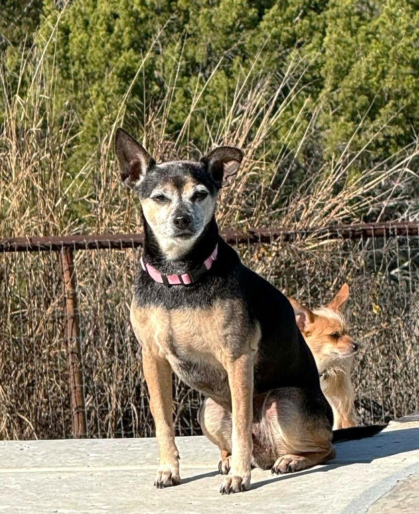 Enlarge Flint TX, a Adoptable mixed breed in Boonton, NJ image 2/3
