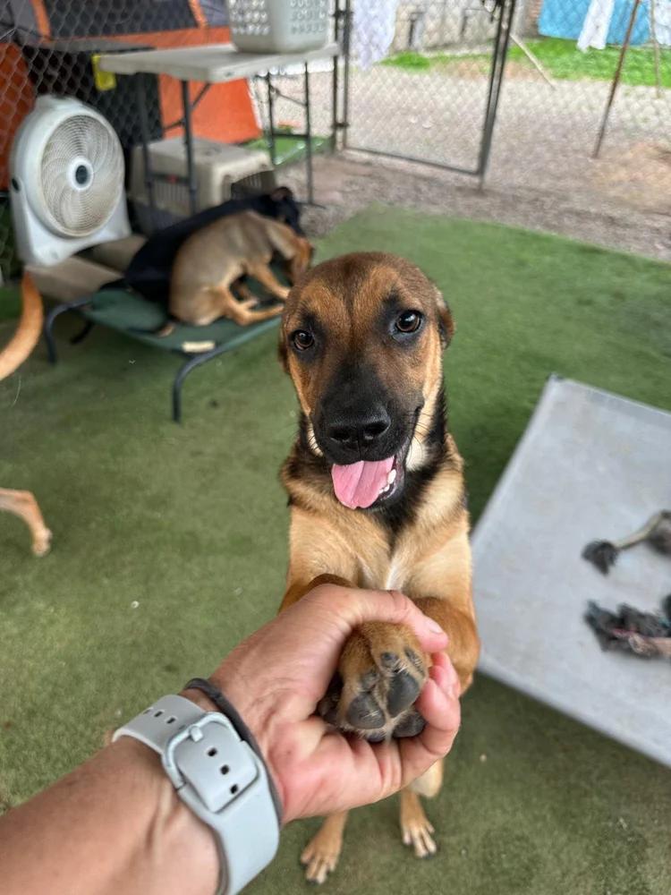 Pisces — thumbnail 5