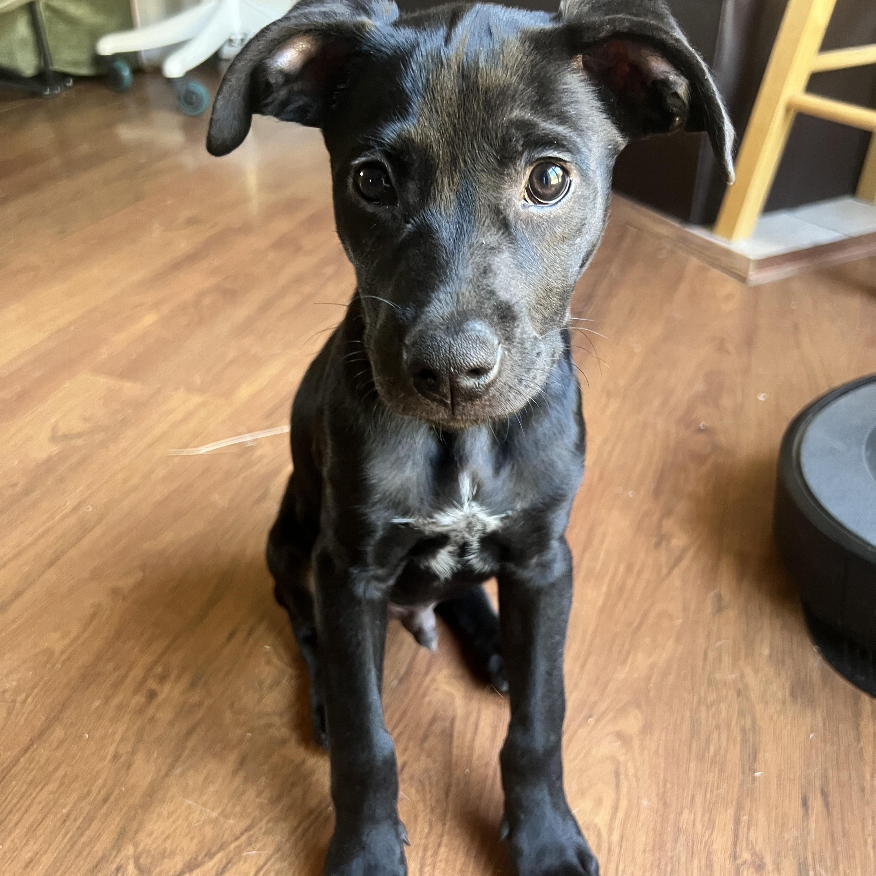 T'Challa, Adoptable, Young Male Mixed Breed.