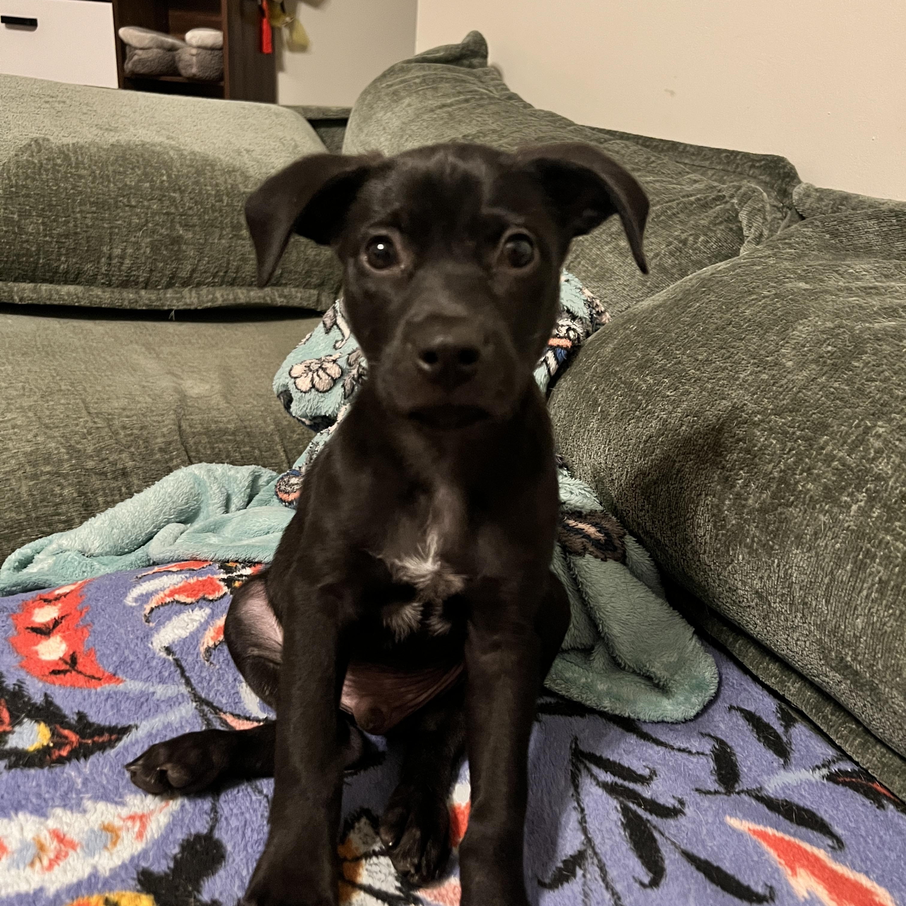 Enlarge T'Challa, a Adoptable Mixed Breed in Memphis, TN image 4/4