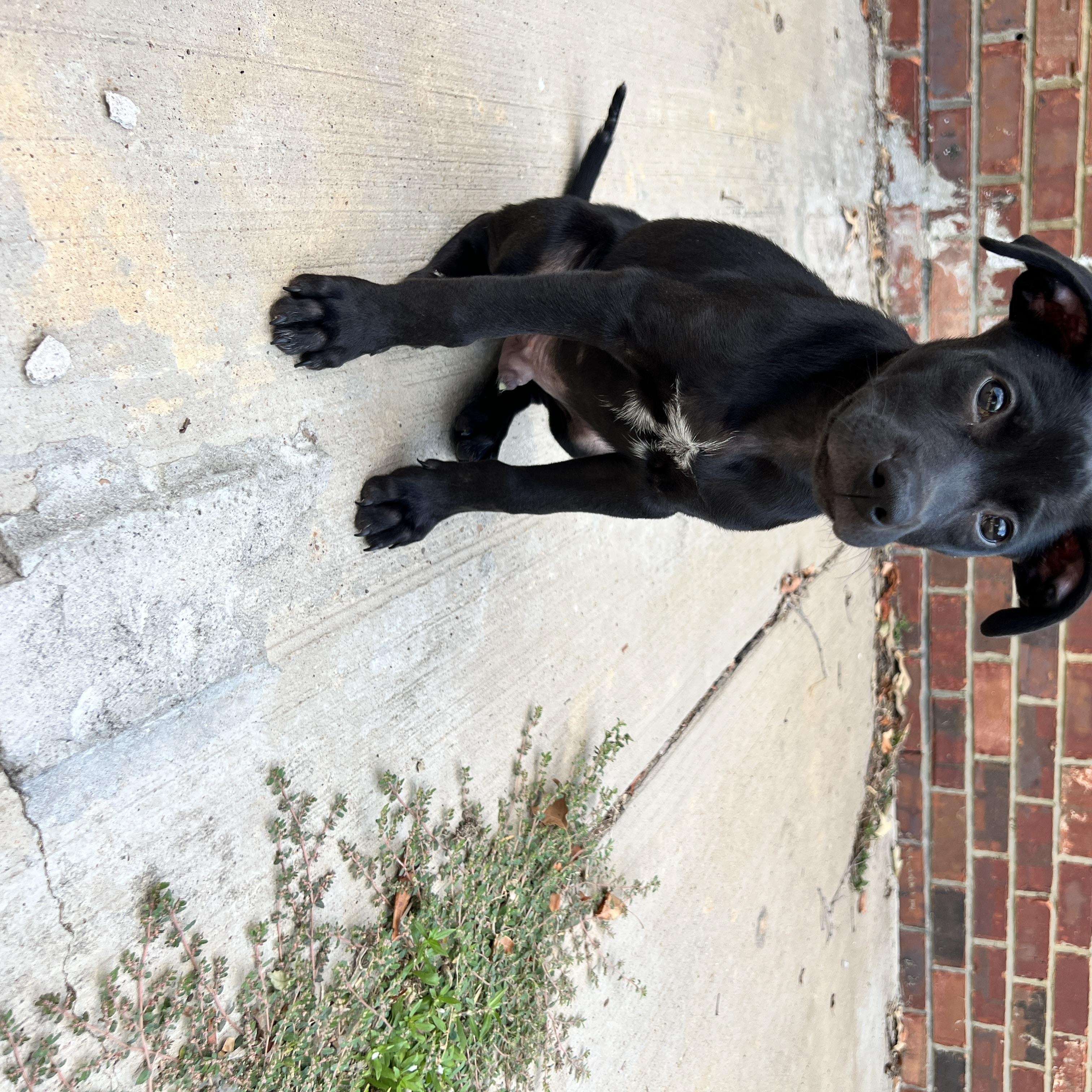 Enlarge T'Challa, a Adoptable Mixed Breed in Memphis, TN image 2/4