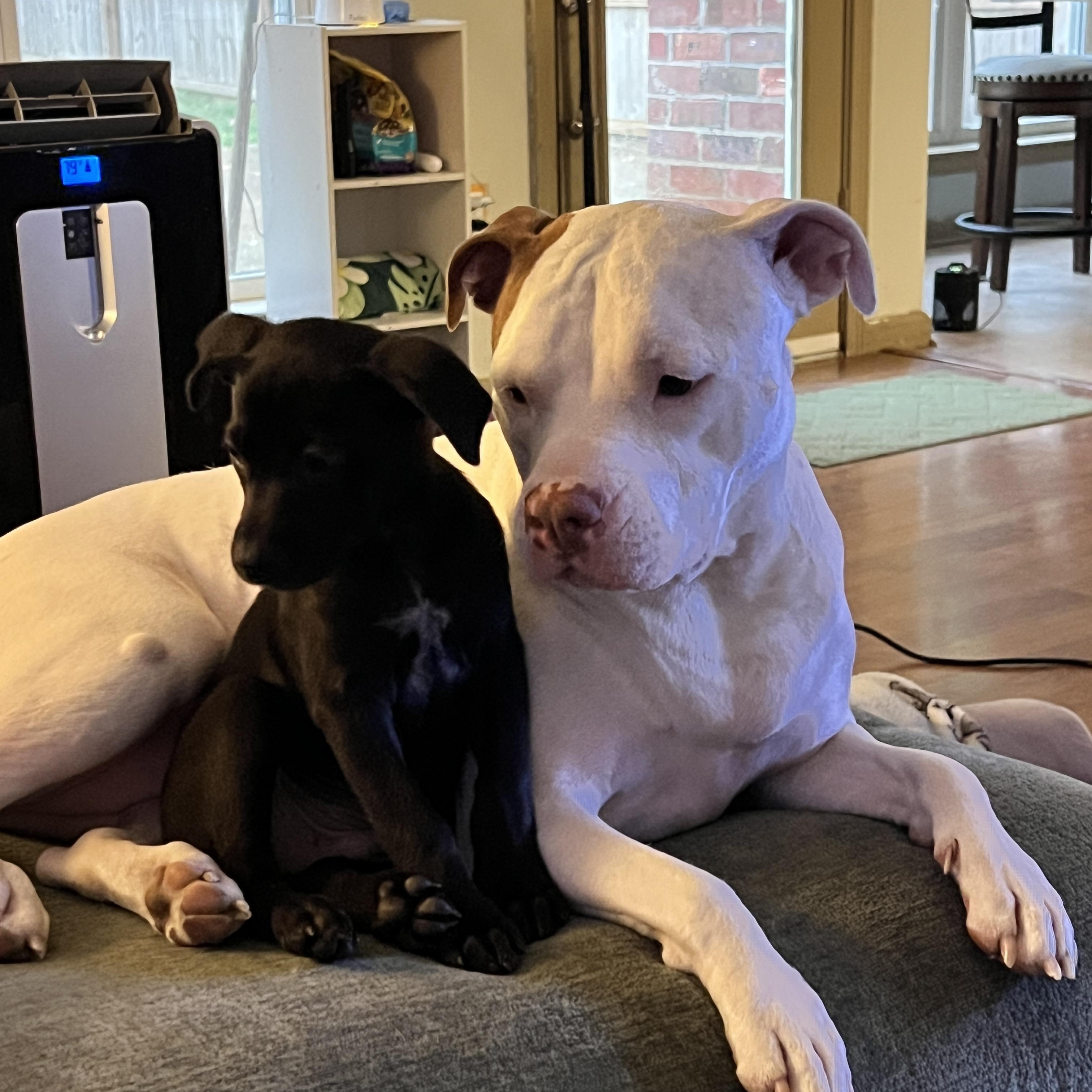 Enlarge T'Challa, a Adoptable Mixed Breed in Memphis, TN image 3/4