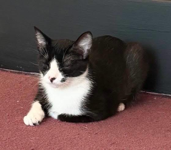 Teenie, an adoptable Domestic Short Hair in Turnersville, NJ image 3/4