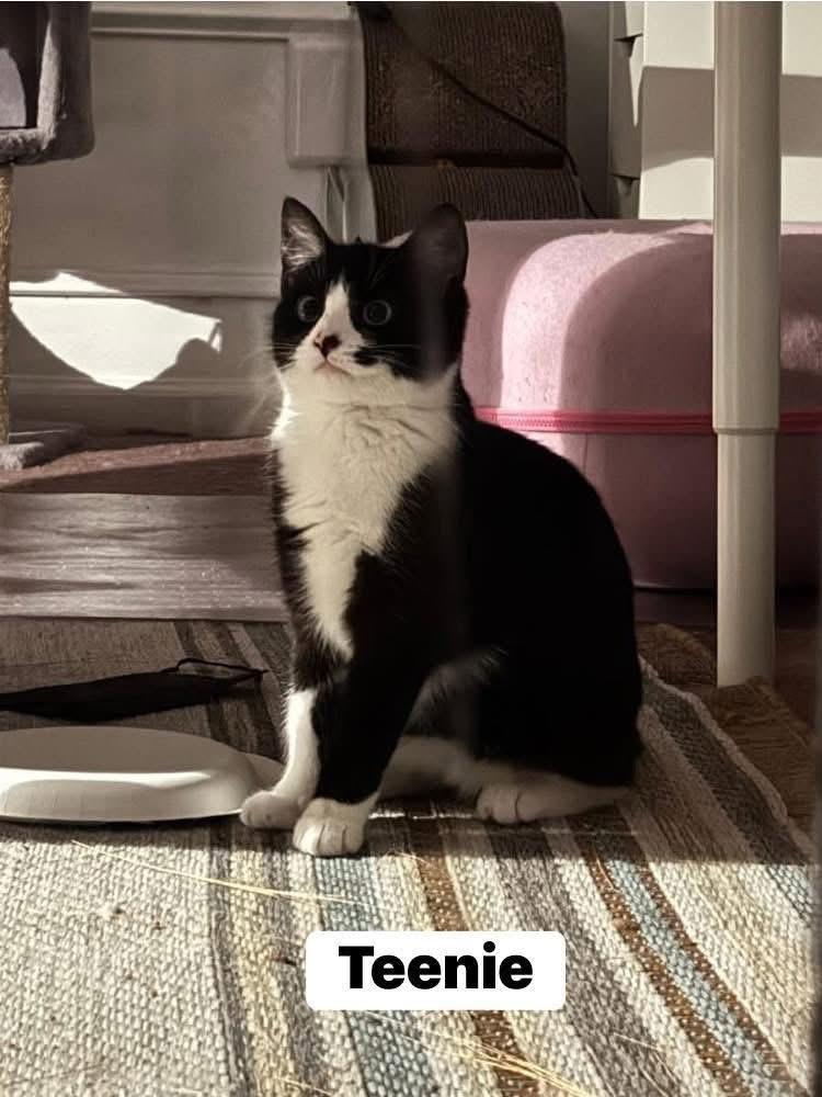 Teenie, adoptable, Young Female Domestic Short Hair.