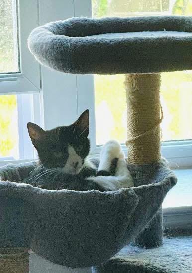 Teenie, an adoptable Domestic Short Hair in Turnersville, NJ image 4/4