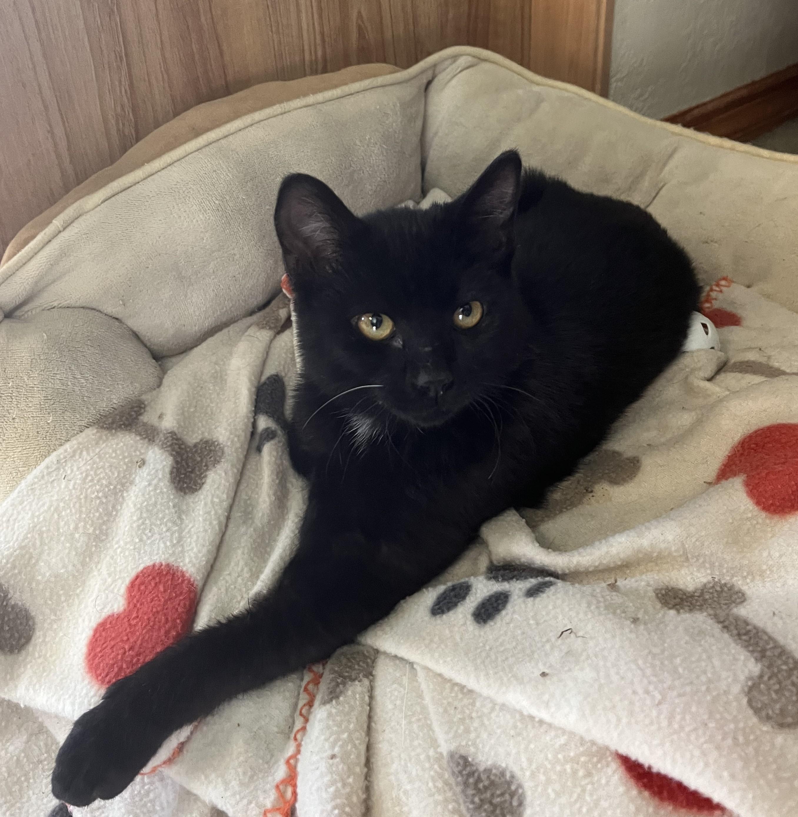 Enlarge Luca, a Adoptable Domestic Short Hair in Butte, MT image 2/2
