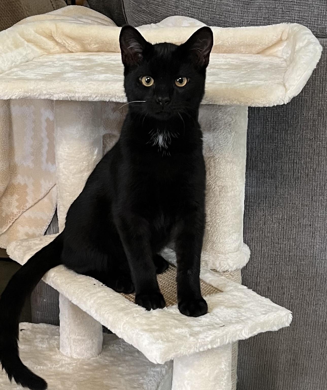 Enlarge Luca, a Adoptable Domestic Short Hair in Butte, MT image 1/2