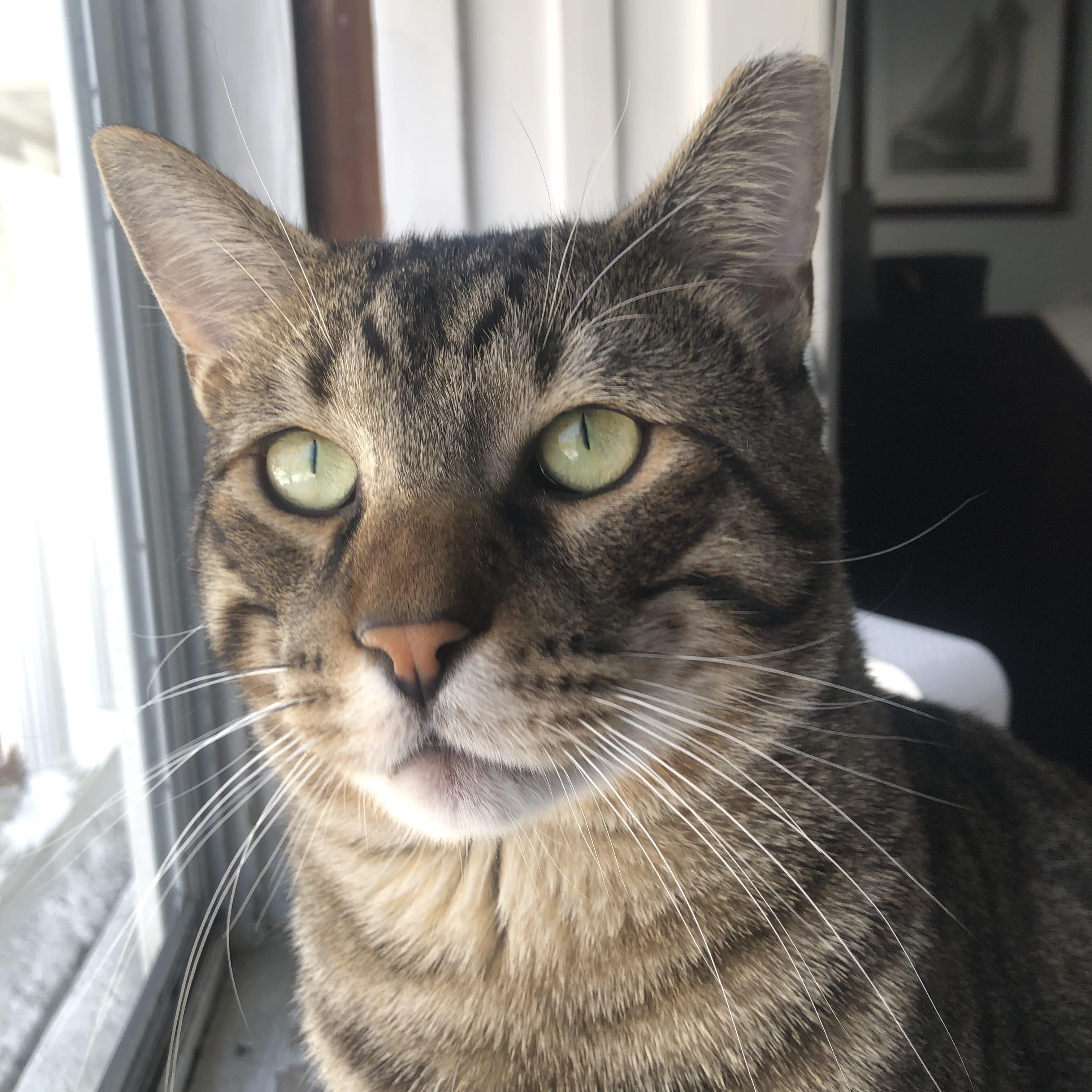 Conrad, adopted, Young Male Domestic Short Hair.