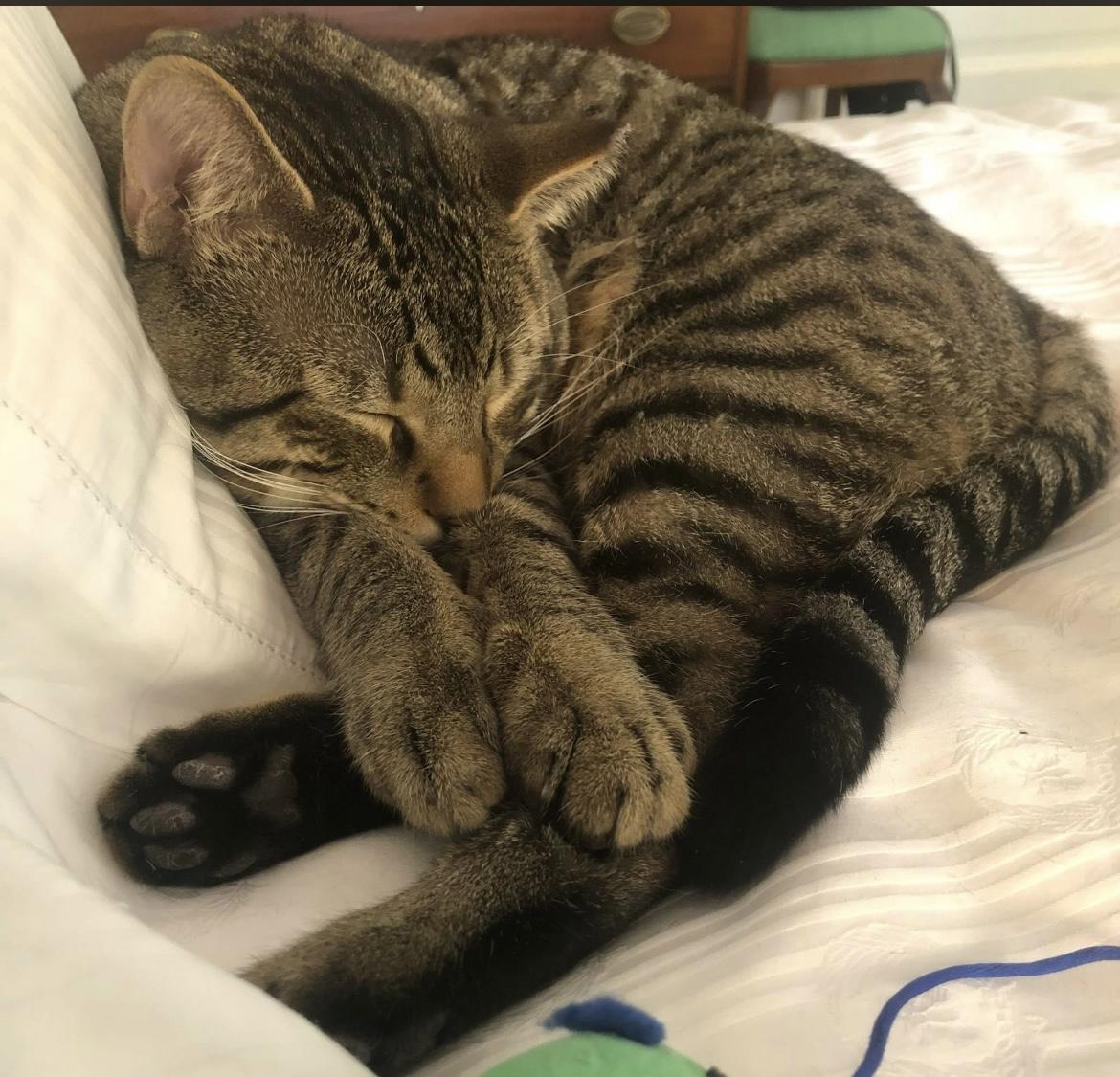 Enlarge Conrad, an adopted Domestic Short Hair in Johnston, RI image 3/6