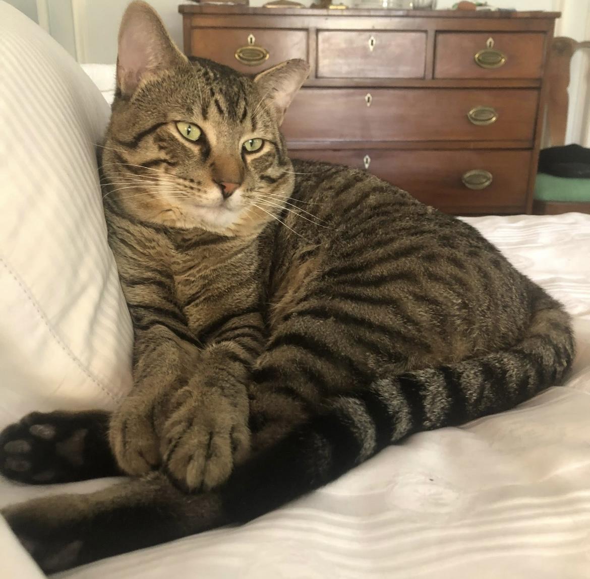 Enlarge Conrad, an adopted Domestic Short Hair in Johnston, RI image 2/6