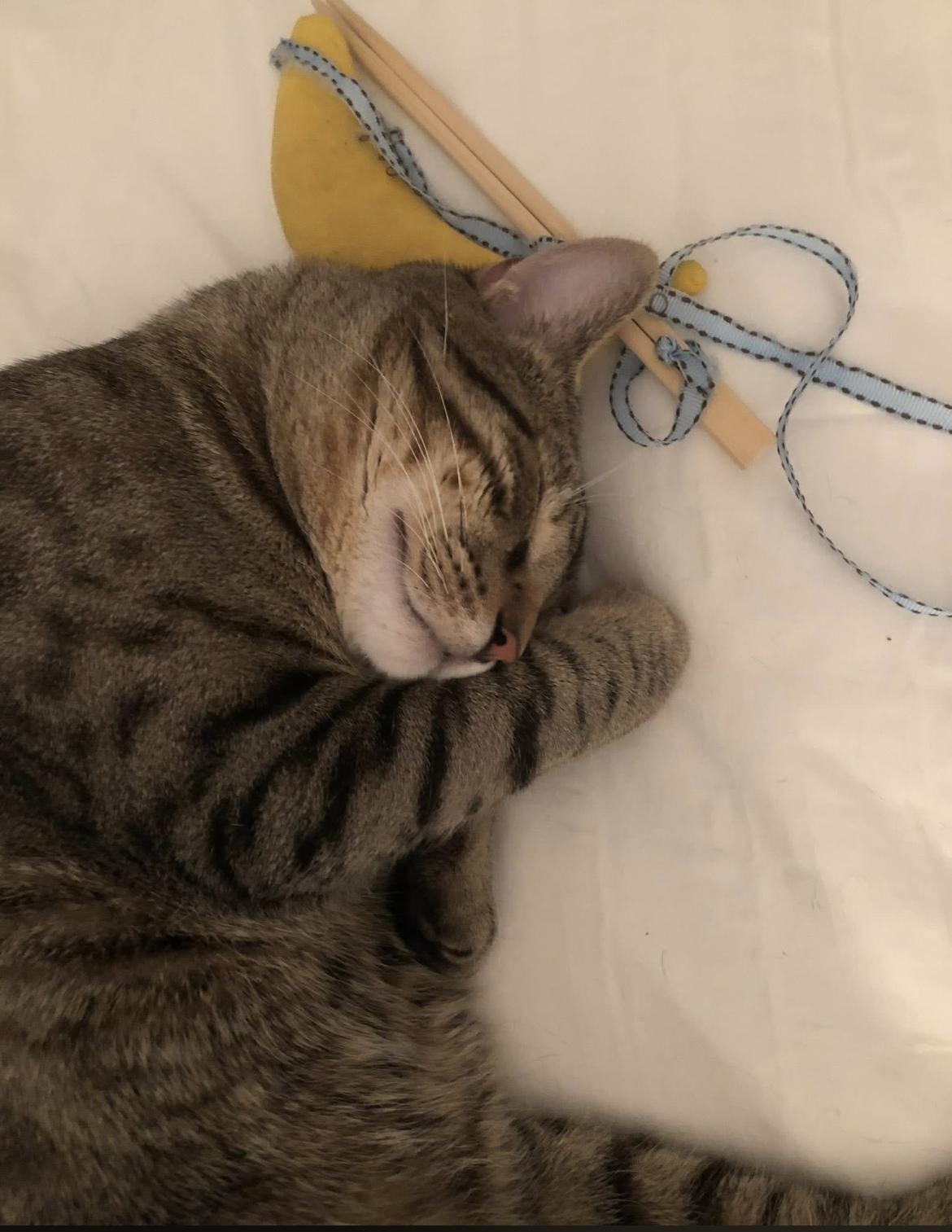 Enlarge Conrad, an adopted Domestic Short Hair in Johnston, RI image 6/6