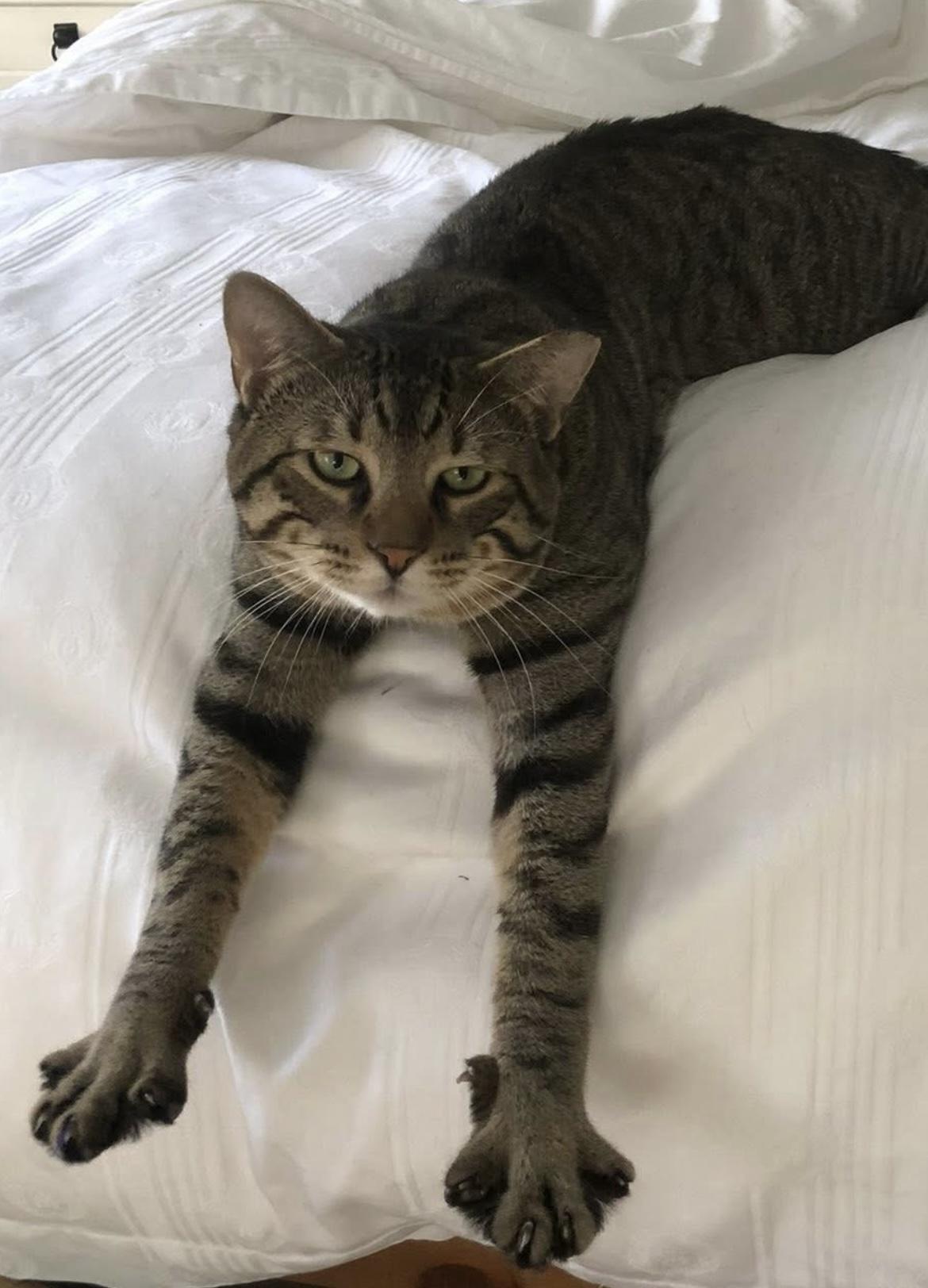 Enlarge Conrad, an adopted Domestic Short Hair in Johnston, RI image 4/6