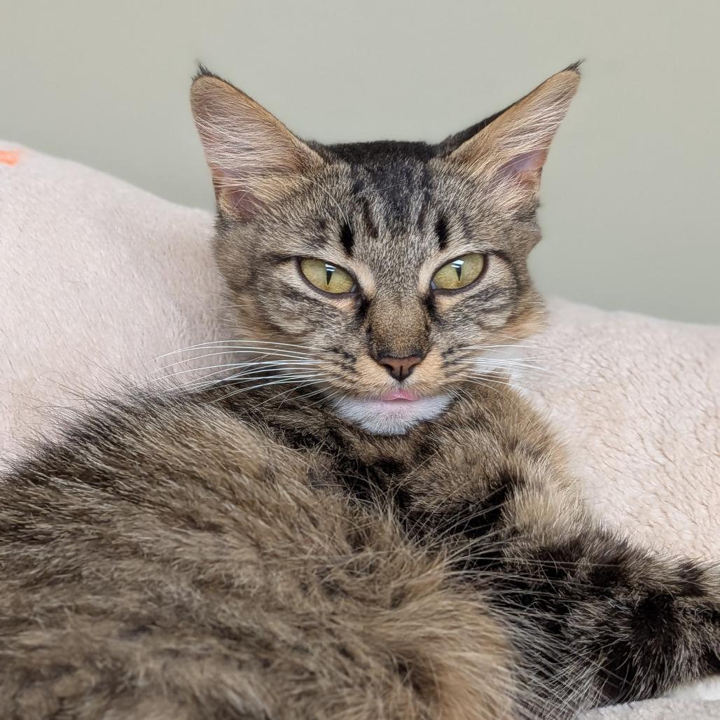 Luna, Adoptable, Adult Female Domestic Medium Hair.