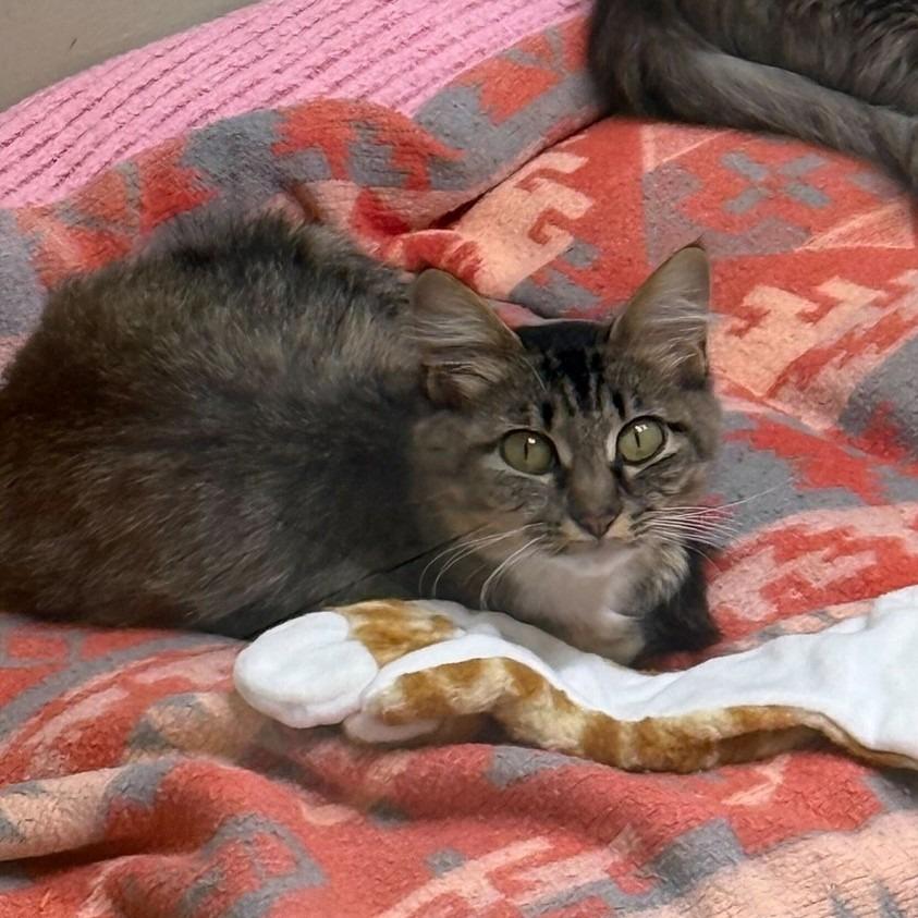 Enlarge Luna, a Adoptable Domestic Medium Hair in Milan, IL image 2/5