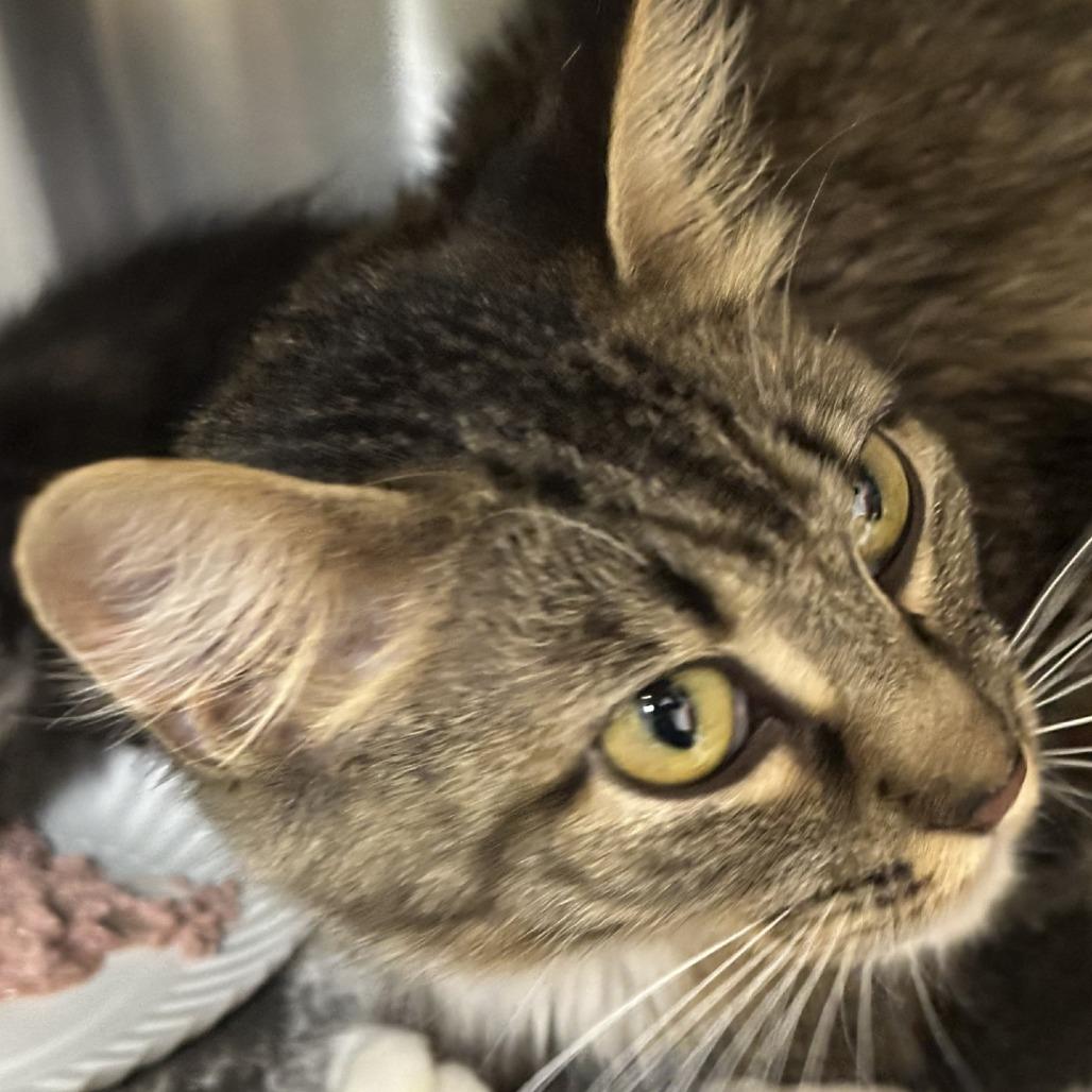 Enlarge Luna, a Adoptable Domestic Medium Hair in Milan, IL image 3/5