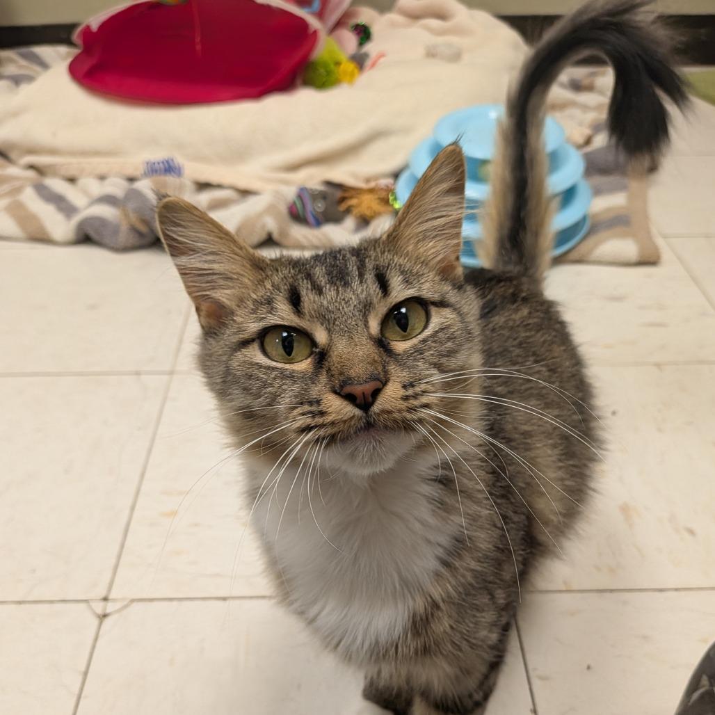 Enlarge Luna, a Adoptable Domestic Medium Hair in Milan, IL image 4/5