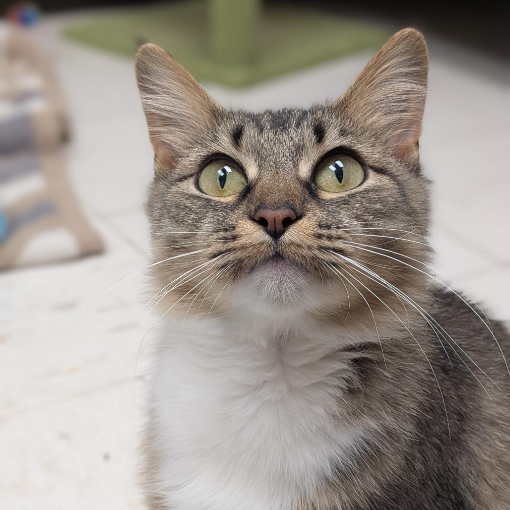 Enlarge Luna, a Adoptable Domestic Medium Hair in Milan, IL image 5/5