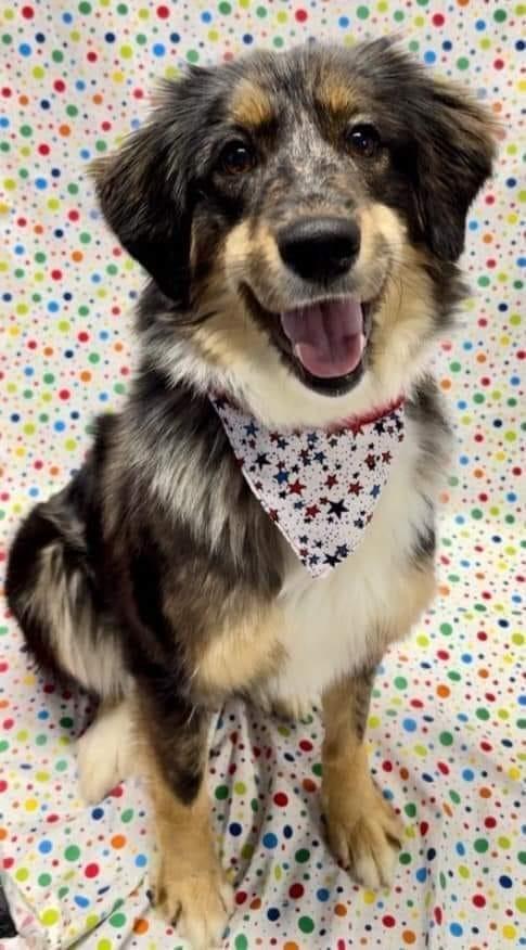 Enlarge Annie, a Adoptable Border Collie in Indianapolis, IN image 1/2