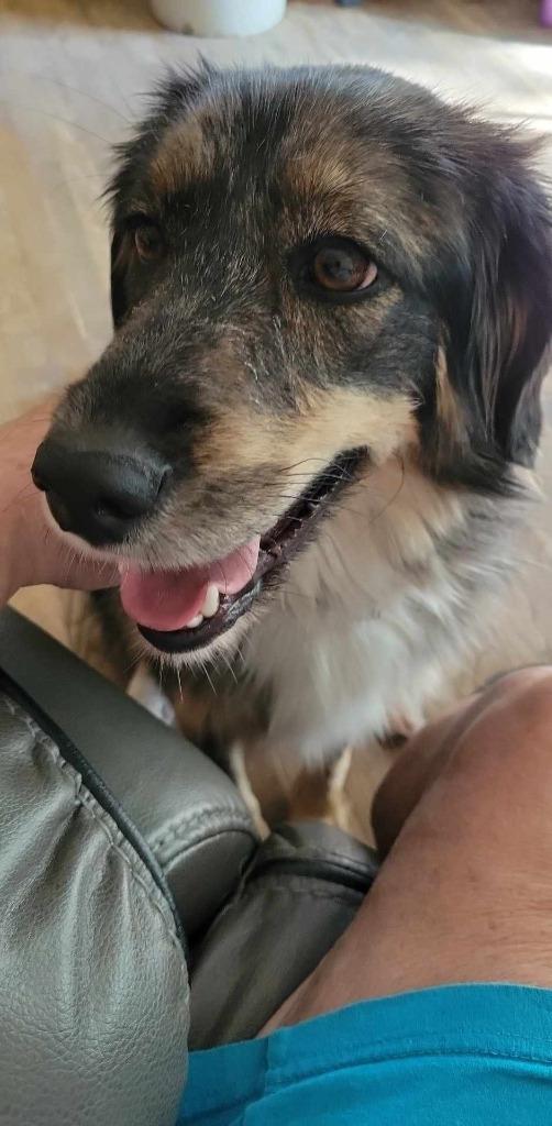 Enlarge Annie, a Adoptable Border Collie in Indianapolis, IN image 2/2