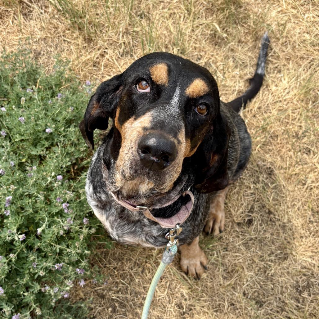 Clover, Adoptable, Senior Female Coonhound.