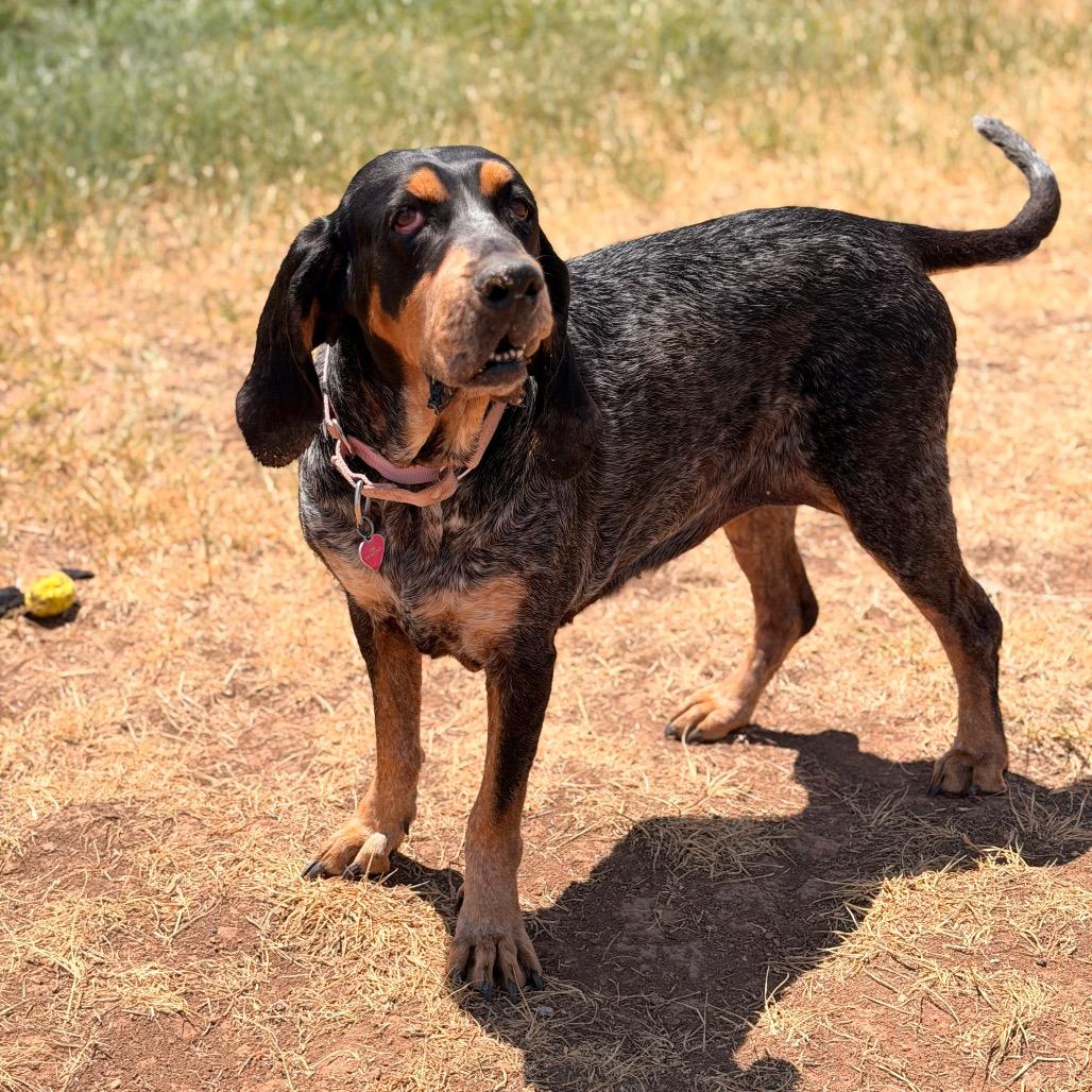 Enlarge Clover, a Adoptable Coonhound in Glenwood Springs, CO image 2/6