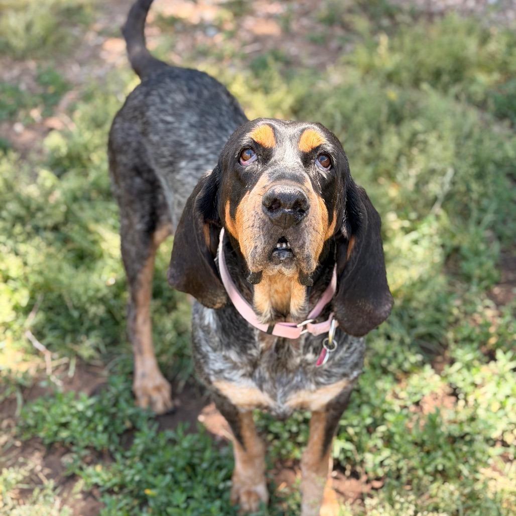 Enlarge Clover, a Adoptable Coonhound in Glenwood Springs, CO image 3/6