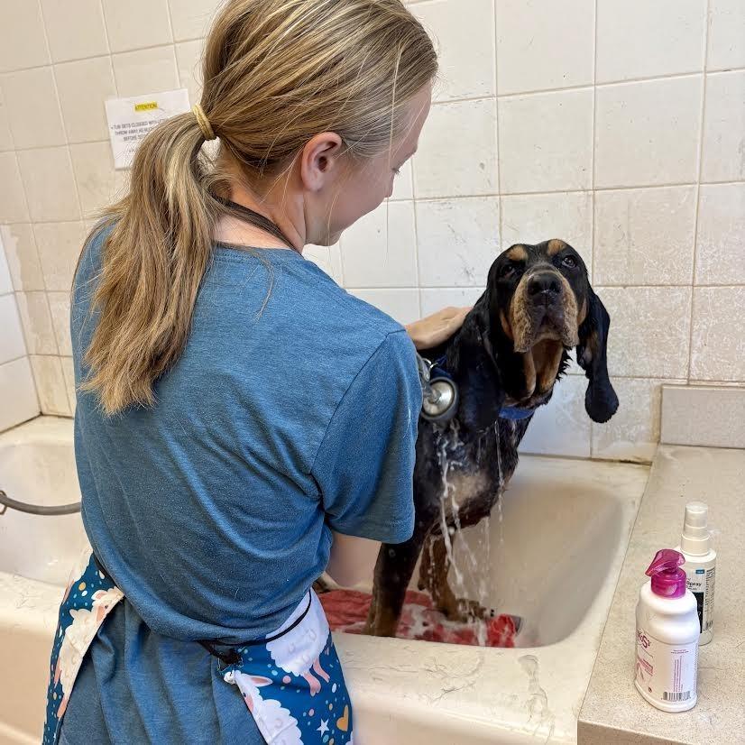 Enlarge Clover, a Adoptable Coonhound in Glenwood Springs, CO image 4/6