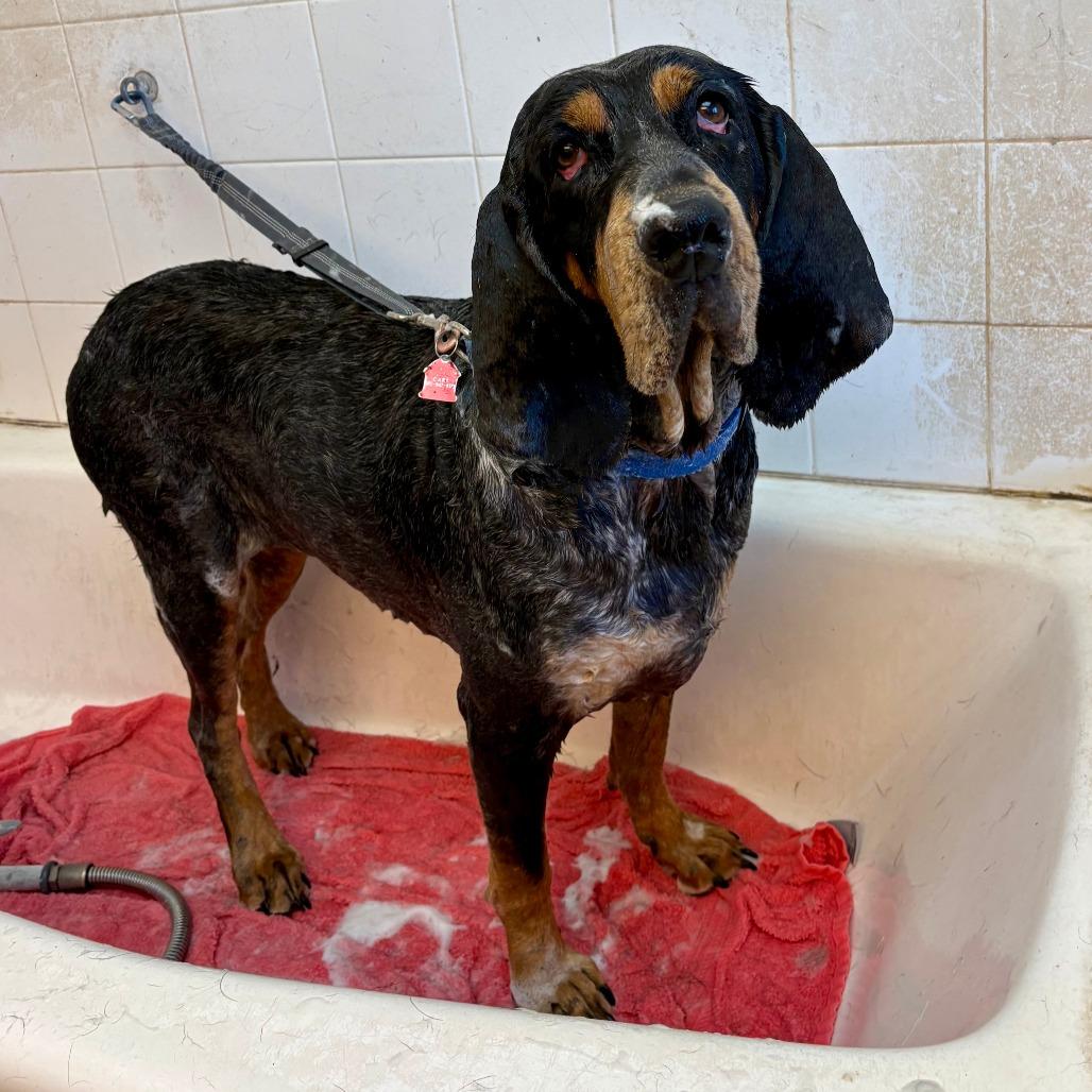 Enlarge Clover, a Adoptable Coonhound in Glenwood Springs, CO image 5/6