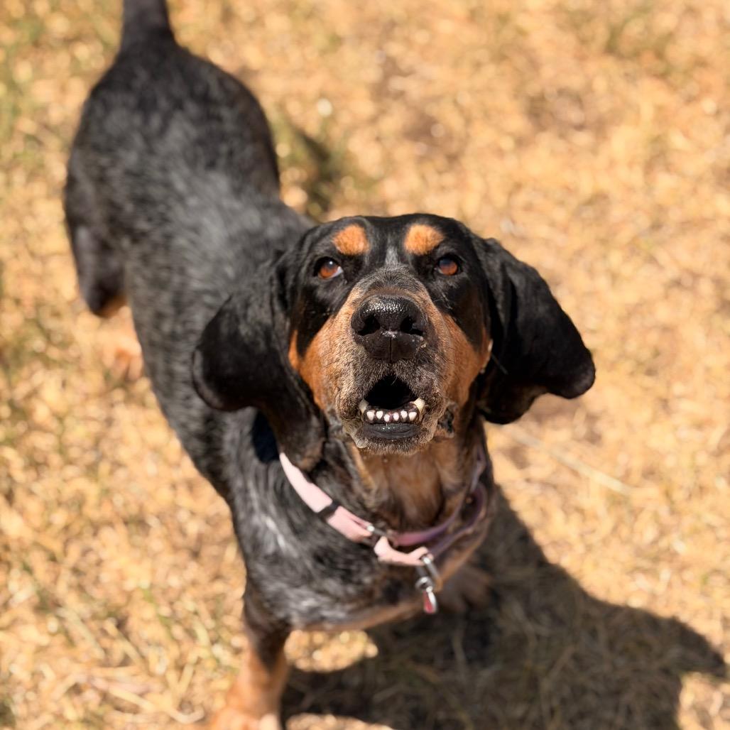 Enlarge Clover, a Adoptable Coonhound in Glenwood Springs, CO image 6/6