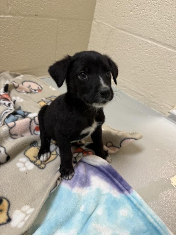 Philipp, Adoptable, Puppy Male Mixed Breed.