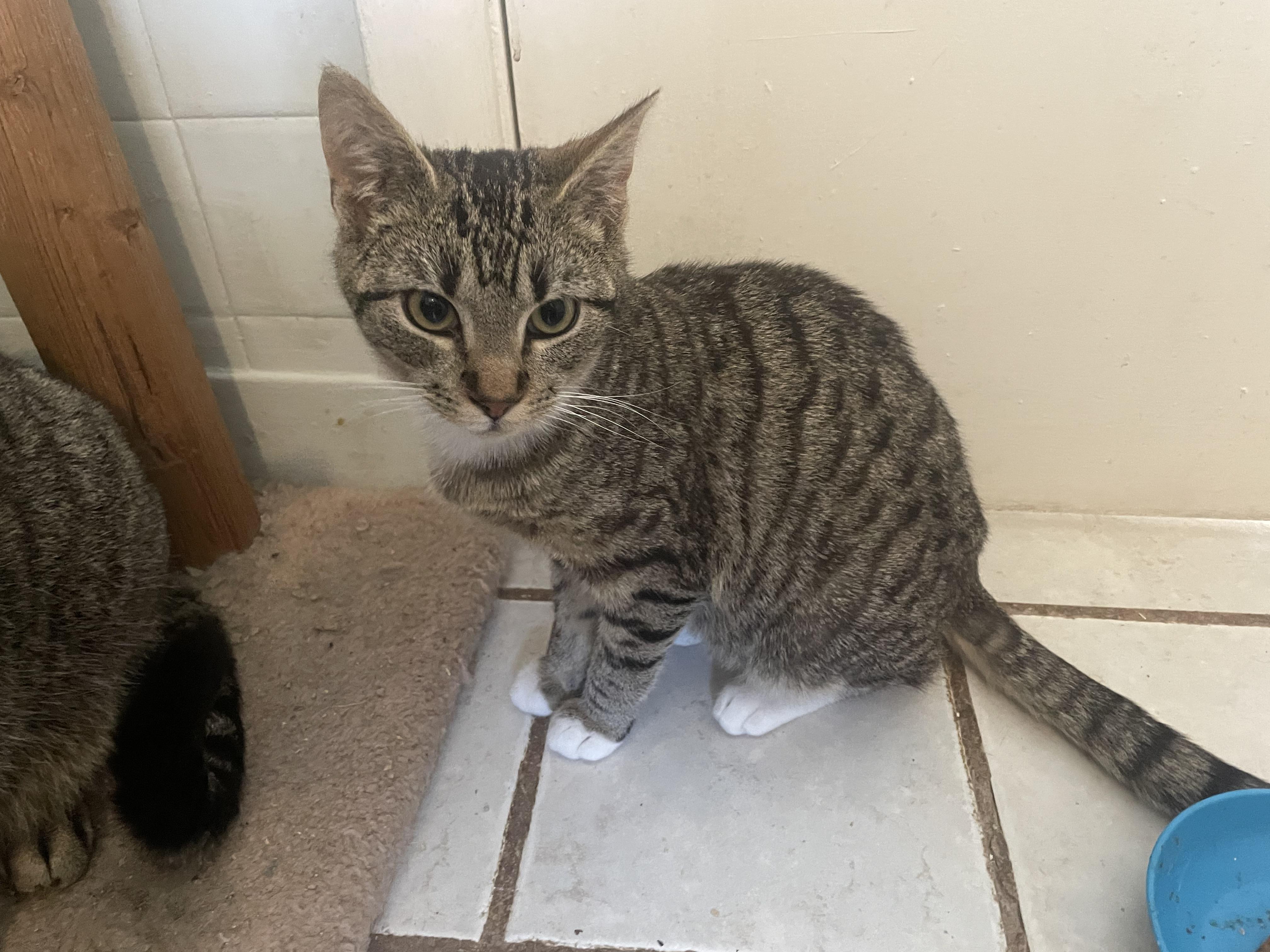 Enlarge Teddy, a ADOPTABLE Domestic Short Hair in Troy, NY image 3/3