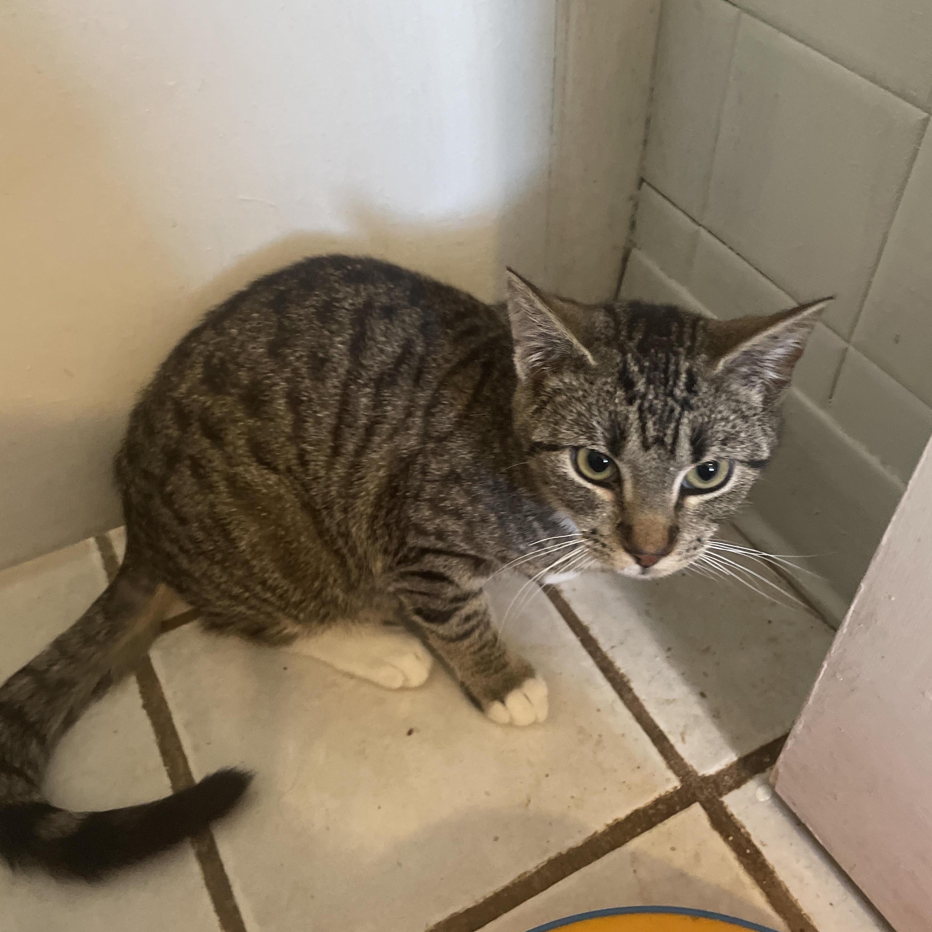 Enlarge Teddy, a ADOPTABLE Domestic Short Hair in Troy, NY image 2/3