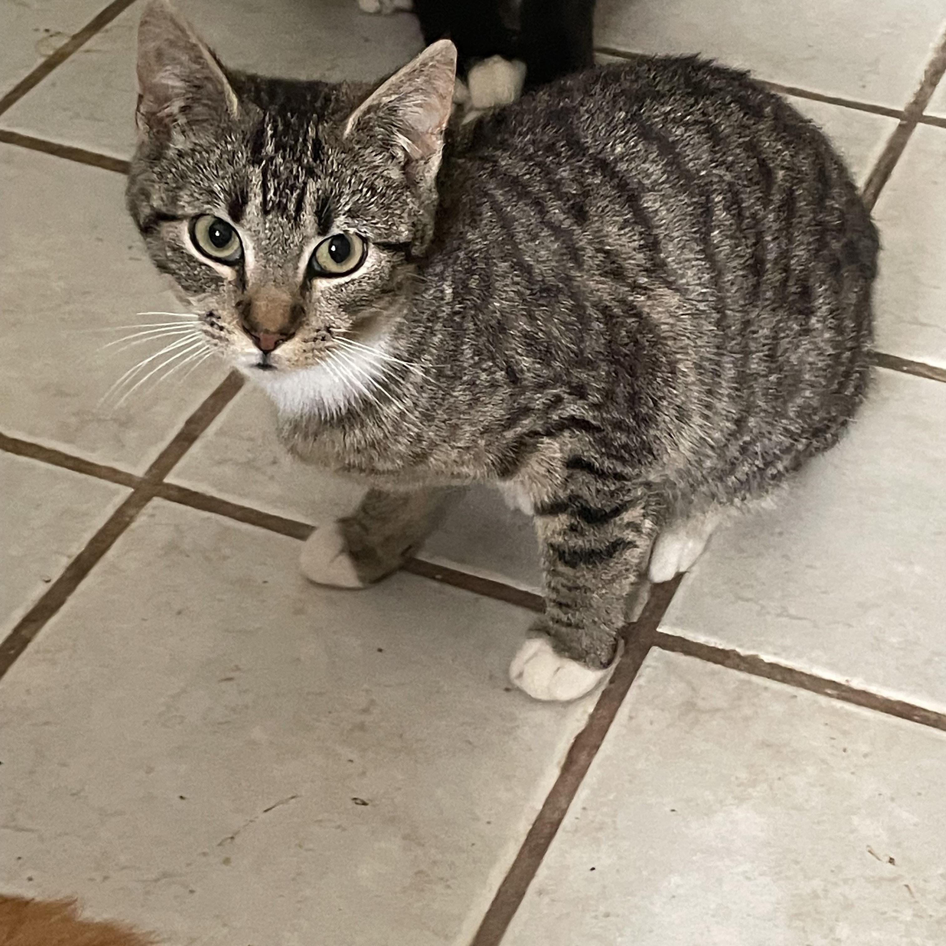 Enlarge Teddy, a ADOPTABLE Domestic Short Hair in Troy, NY image 1/3