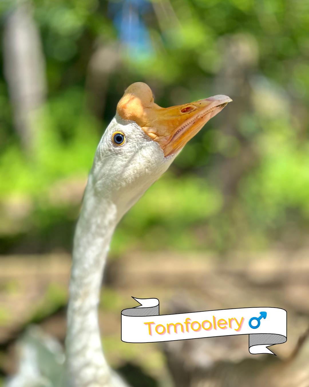 Mischief & Tomfoolery, a ADOPTABLE Goose in Lincoln University, PA image 3/3