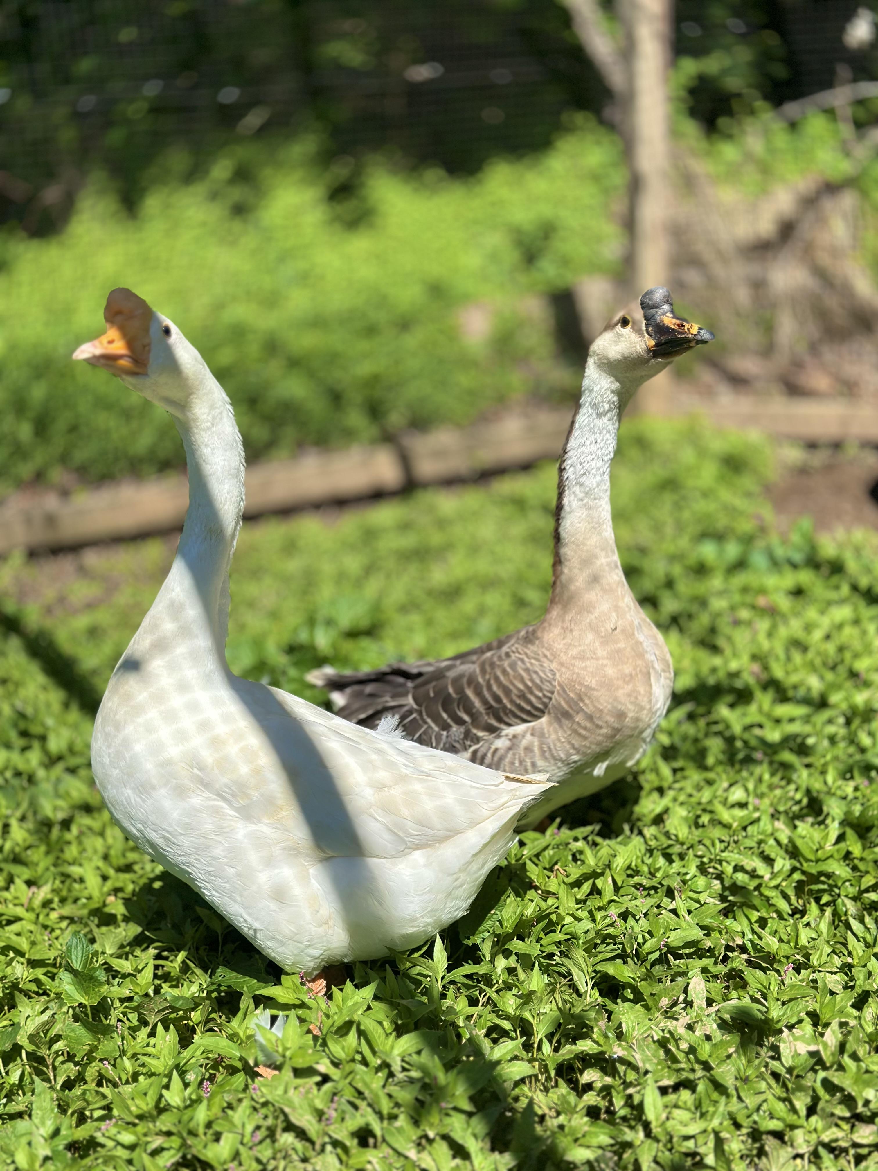 Mischief & Tomfoolery, a ADOPTABLE Goose in Lincoln University, PA image 1/3