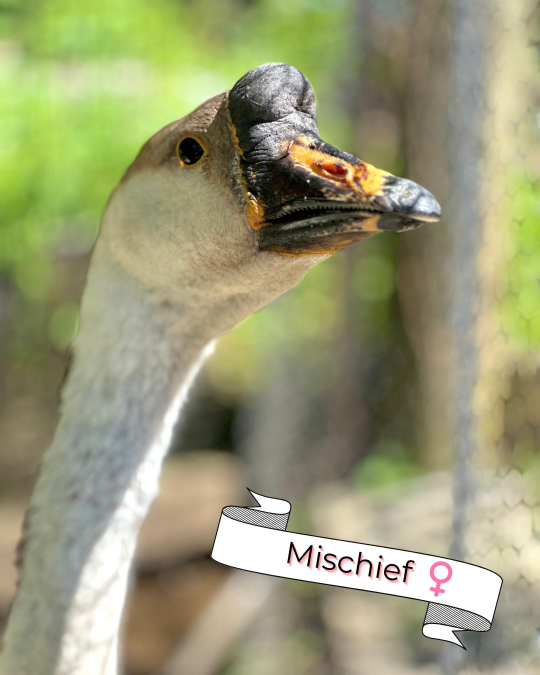 Mischief & Tomfoolery, a ADOPTABLE Goose in Lincoln University, PA image 2/3