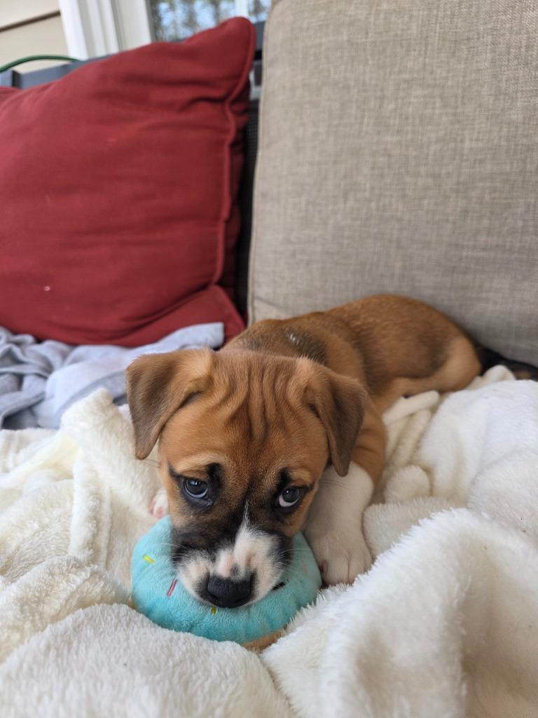 Snickerdoodle, Adoptable, Puppy Female Mixed Breed.